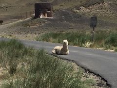 -新疆天山野生动物园