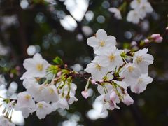 -黄桷坪涂鸦艺术街