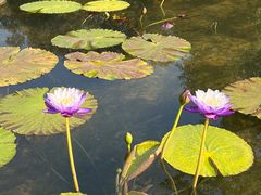 -云溪植物园