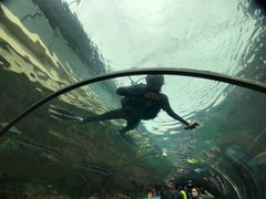 -悉尼海洋生物水族馆