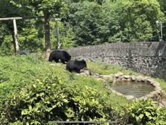 -都江堰中华大熊猫苑
