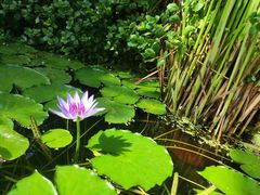 -国家植物园南园