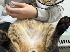 -宠颐生汉谟拉比宠物医院