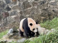 -都江堰中华大熊猫苑