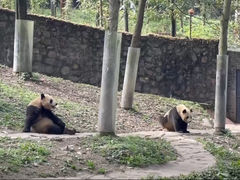 -都江堰中华大熊猫苑