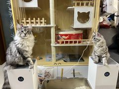 -猫十亿·布偶金渐层·曼基康矮脚猫舍(青年路店)