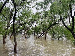 -宝安西湾红树林湿地公园