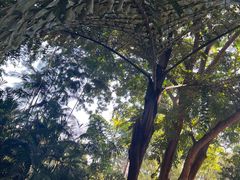 -中国科学院西双版纳热带植物园
