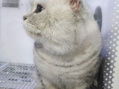 -帕帕拉兹宠物(亚洲旗舰店)