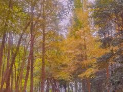 -上海滨江森林公园