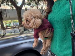 -安安宠医宠物医院·异宠·犬猫内科(岳阳分院)