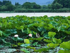 -长田漾湿地公园