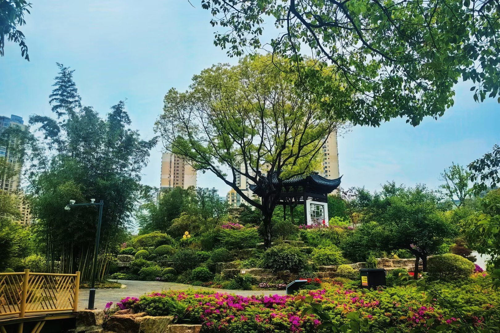 清晨的和平公园,初雨后那一抹清新绿#享受春日美景