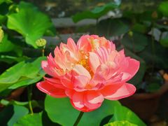 -莲花池公园