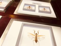 -上海昆虫博物馆