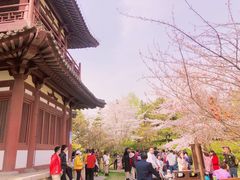 -西安青龙寺遗址景区