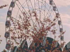 -顾村公园
