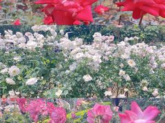 -人民公园(罗湖区)