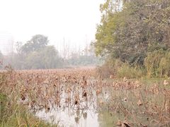 -白鹭湾湿地公园