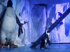 -多彩贵州城极地海洋世界