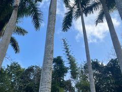 -深圳仙湖植物园