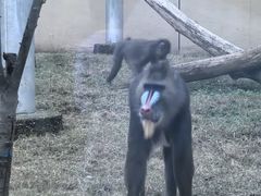 -合肥野生动物园