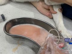 -佩兹宠物医院肿瘤专科·眼科·牙科(黄浦店)