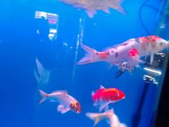 -味千拉面(航洋国际购物中心)