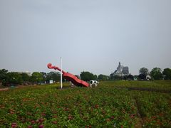 -荷兰花海