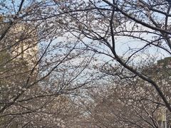 -高东镇樱花园