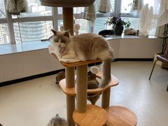 -共舞时光猫咖·狗咖(新街口店)