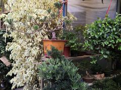 -金陵花卉交易市场