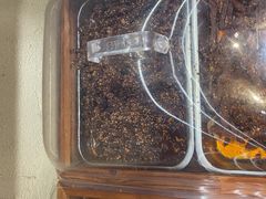 -嘉凌码头·重庆特产手工火锅底料(洪崖洞九楼店)