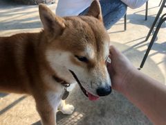 -柴犬高等学院·狗咖·柴犬售卖·宠物训练