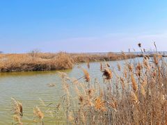 -盐城丹顶鹤湿地生态旅游区