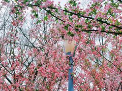 -蜀冈西峰生态公园