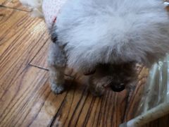 -志龙皇冠吃货椰子铺