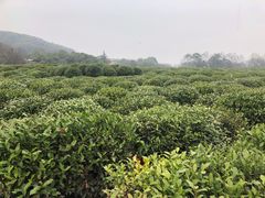 -中国茶叶博物馆(双峰馆区)