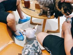 -藏猫猫咖啡主题馆(中央大道店)