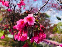 -天适樱花悠乐园