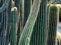 -深圳仙湖植物园