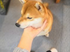 -柴源莊·柴小宠柴犬咖啡
