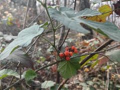 -素山寺森林公园
