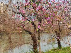 -广东花都湖国家湿地公园