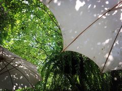 -Fern Forest Cafe