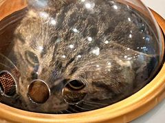 -宠颐生汉谟拉比宠物医院