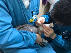 -安安宠医·臻爱宠物医院·宠保定点(营门口路分院)