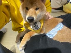 -逗柴咖啡屋·狗咖猫咖宠物桌游