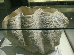 -青岛贝壳博物馆