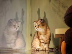 -Meowの猫咖(万家丽店)